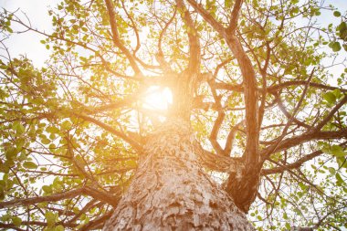 Orman ağaçları. doğa yeşil ahşap güneş ışığı arka planı.