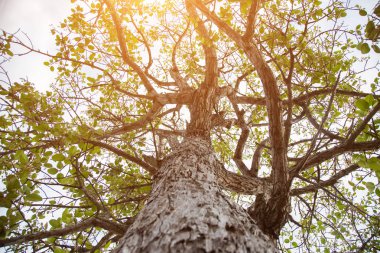 Orman ağaçları. doğa yeşil ahşap güneş ışığı arka planı.