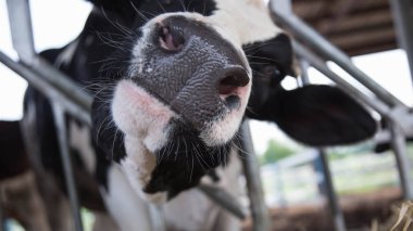 Holstein inek ahırı 