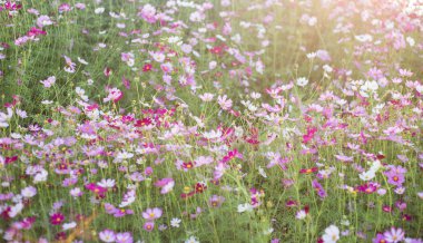 Pembe ve kırmızı kozmos çiçekleri bahçe ve yumuşak odak