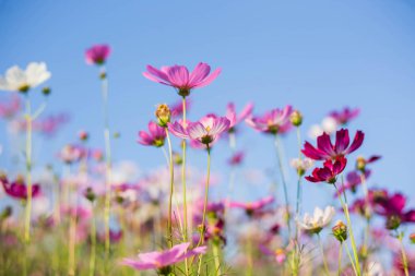 Pembe ve kırmızı kozmos çiçekleri bahçe ve yumuşak odak