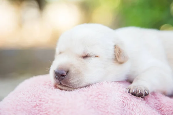 Little Snöar Sova Mjuk Bekväm Plats — Stockfoto