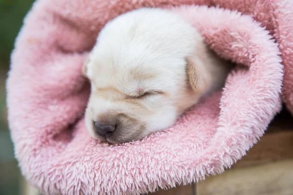 Küçük karlar yumuşak ve rahat bir alanda uyur.