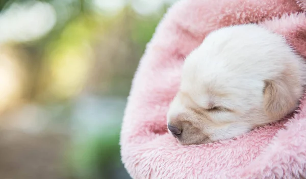 Little Snöar Sova Mjuk Bekväm Plats — Stockfoto