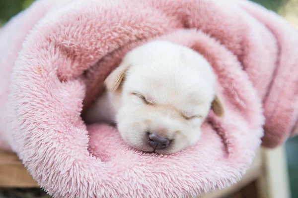 Little Snöar Sova Mjuk Bekväm Plats — Stockfoto