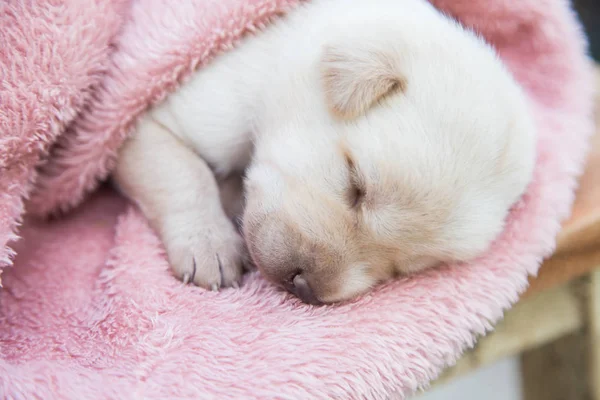 Küçük karlar yumuşak ve rahat bir alanda uyur.