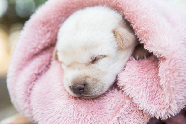 Little Snöar Sova Mjuk Bekväm Plats — Stockfoto