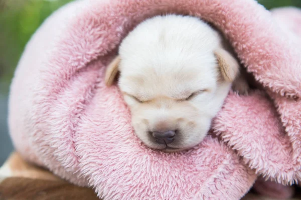 Küçük karlar yumuşak ve rahat bir alanda uyur.