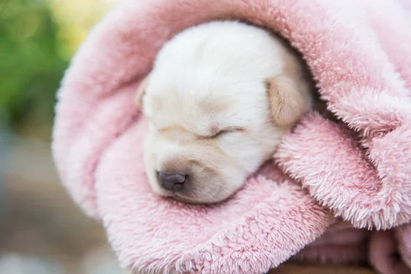 Little Snöar Sova Mjuk Bekväm Plats — Stockfoto