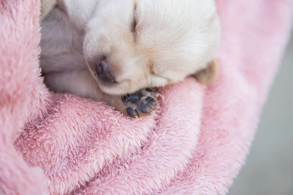 Küçük karlar yumuşak ve rahat bir alanda uyur.