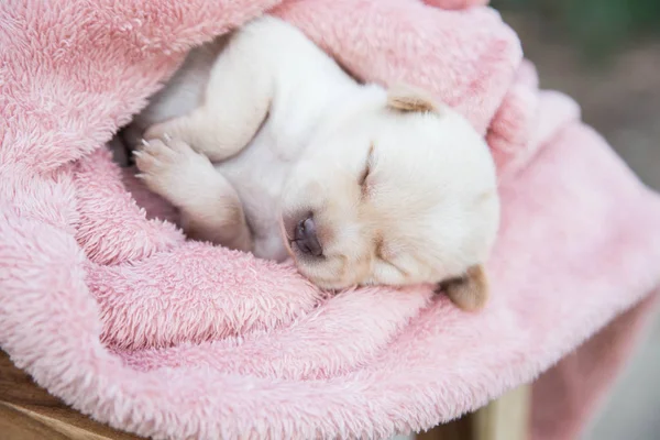 Küçük karlar yumuşak ve rahat bir alanda uyur.