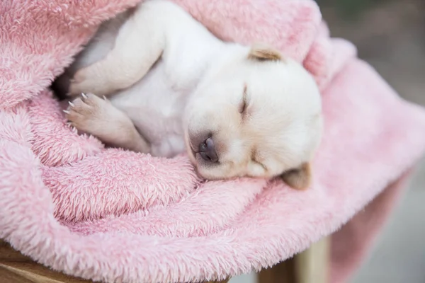 Küçük karlar yumuşak ve rahat bir alanda uyur.