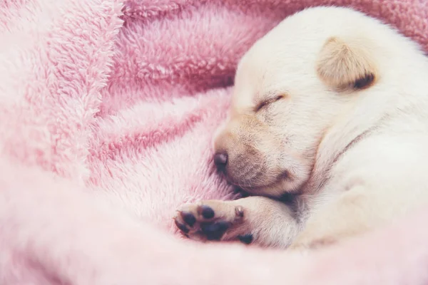 Küçük karlar yumuşak ve rahat bir alanda uyur.