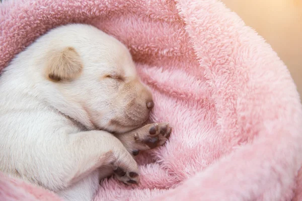 Küçük karlar yumuşak ve rahat bir alanda uyur.