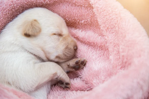Küçük karlar yumuşak ve rahat bir alanda uyur.