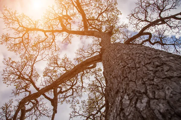 Orman ağaçları. doğa yeşil ahşap güneş ışığı arka planı.