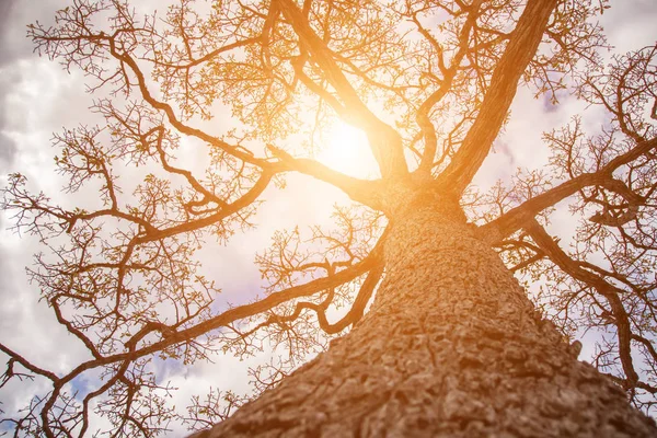 Orman ağaçları. doğa yeşil ahşap güneş ışığı arka planı.