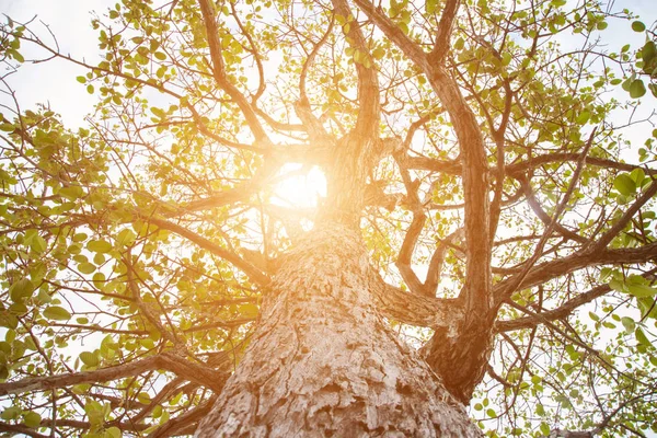 Orman ağaçları. doğa yeşil ahşap güneş ışığı arka planı.