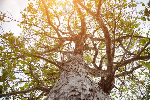 Orman ağaçları. doğa yeşil ahşap güneş ışığı arka planı.