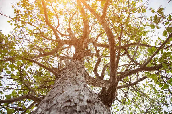 Orman ağaçları. doğa yeşil ahşap güneş ışığı arka planı.