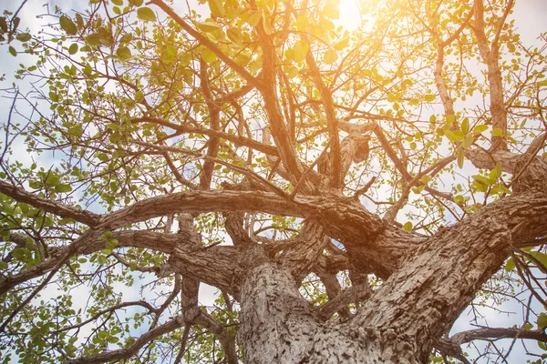 Orman ağaçları. doğa yeşil ahşap güneş ışığı arka planı.