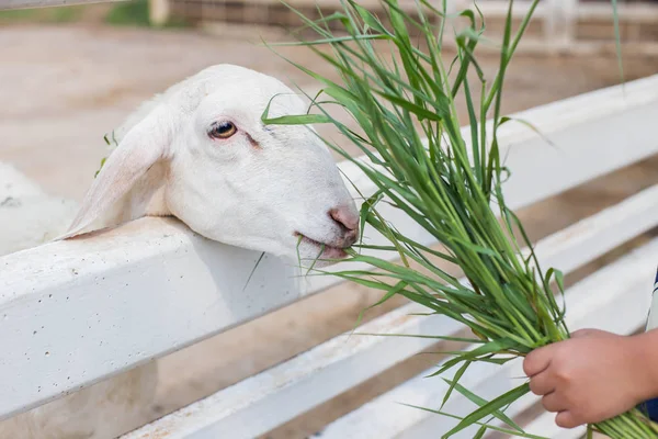 Koyunlar otlakların arasında ot yerler..