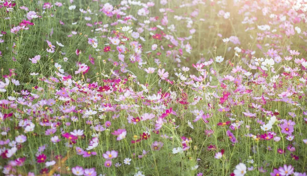 Pembe ve kırmızı kozmos çiçekleri bahçe ve yumuşak odak