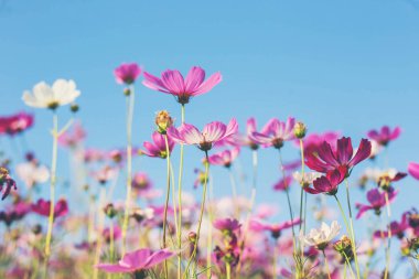 Pembe ve kırmızı kozmos çiçekleri bahçe ve yumuşak odak