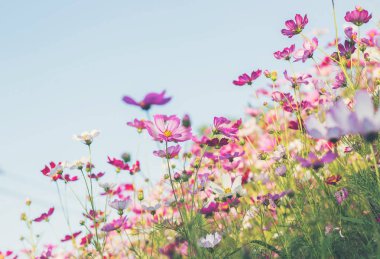 Pembe ve kırmızı kozmos çiçekleri bahçe ve yumuşak odak