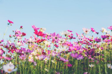 Pembe ve kırmızı kozmos çiçekleri bahçe ve yumuşak odak