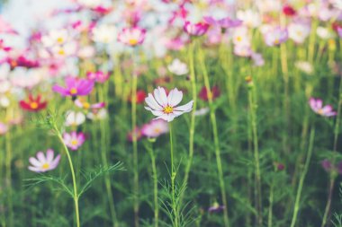 Pembe ve kırmızı kozmos çiçekleri bahçe ve yumuşak odak