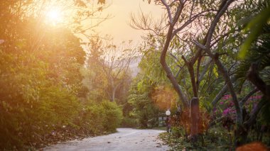 Sonbahar orman güneşte