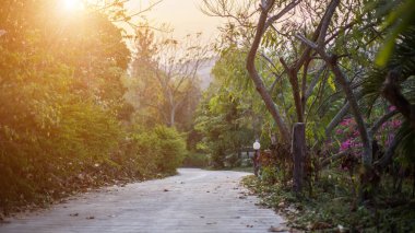 Sonbahar orman güneşte