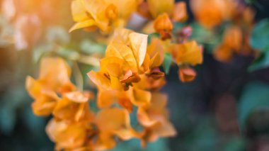 Bougainvillea çiçek doku ve arka plan. Begonvil ağacının kırmızı çiçekler. Begonvil kırmızı çiçek görünümünü kapat. 