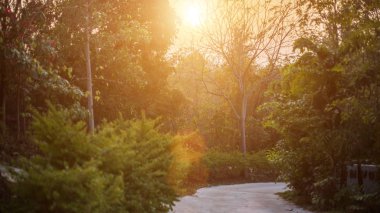 Sonbahar orman güneşte
