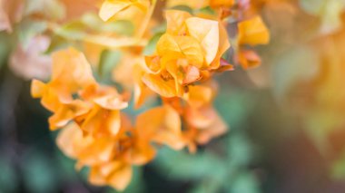 Bougainvillea çiçek doku ve arka plan. Begonvil ağacının kırmızı çiçekler. Begonvil kırmızı çiçek görünümünü kapat. 