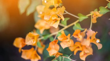 Bougainvillea çiçek doku ve arka plan. Begonvil ağacının kırmızı çiçekler. Begonvil kırmızı çiçek görünümünü kapat. 