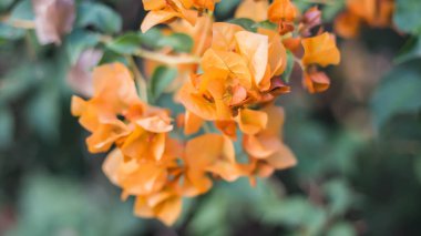 Bougainvillea çiçek doku ve arka plan. Begonvil ağacının kırmızı çiçekler. Begonvil kırmızı çiçek görünümünü kapat. 