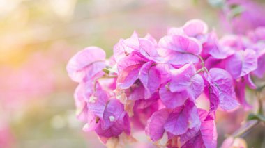 Bougainvillea çiçek doku ve arka plan. Begonvil ağacının kırmızı çiçekler. Begonvil kırmızı çiçek görünümünü kapat. 