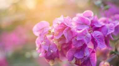Bougainvillea çiçek doku ve arka plan. Begonvil ağacının kırmızı çiçekler. Begonvil kırmızı çiçek görünümünü kapat. 