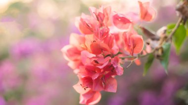 Bougainvillea çiçek doku ve arka plan. Begonvil ağacının kırmızı çiçekler. Begonvil kırmızı çiçek görünümünü kapat. 