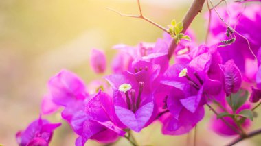 Bougainvillea çiçek doku ve arka plan. Begonvil ağacının kırmızı çiçekler. Begonvil kırmızı çiçek görünümünü kapat. 