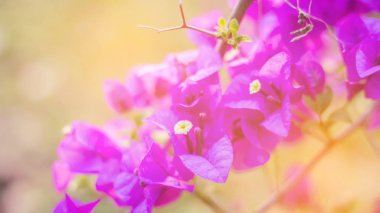 Bougainvillea çiçek doku ve arka plan. Begonvil ağacının kırmızı çiçekler. Begonvil kırmızı çiçek görünümünü kapat. 