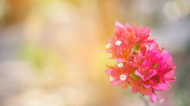 Bougainvillea çiçek doku ve arka plan. Begonvil ağacının kırmızı çiçekler. Begonvil kırmızı çiçek görünümünü kapat. 