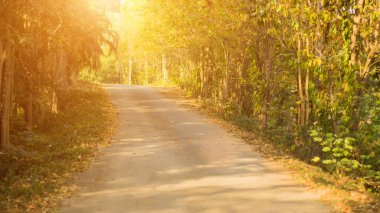 Sonbahar orman güneşte