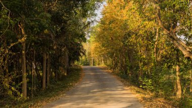 Sonbahar orman güneşte