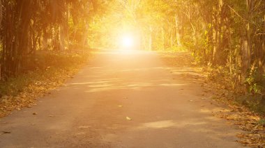 Sonbahar orman güneşte