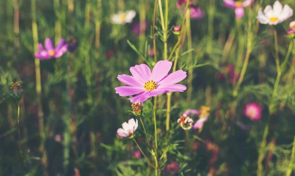 Rosa Vermelho Cosmos Flores Jardim Foco Suave — Fotografia de Stock