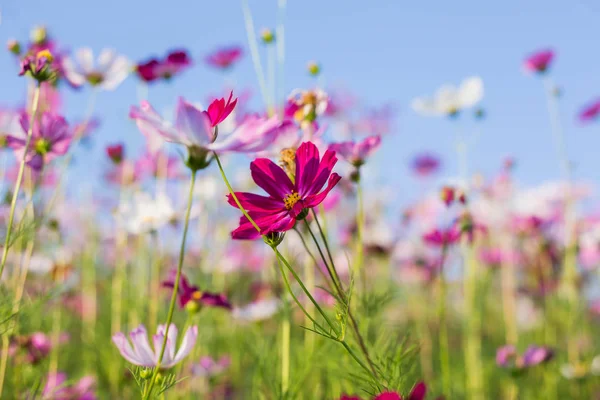 Rosa Och Röda Kosmos Blommor Trädgård Och Mjuk Fokus — Stockfoto