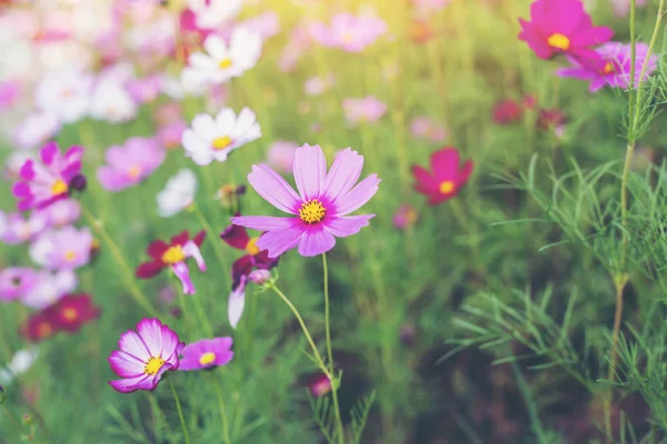 Pembe ve kırmızı kozmos çiçekleri bahçe ve yumuşak odak